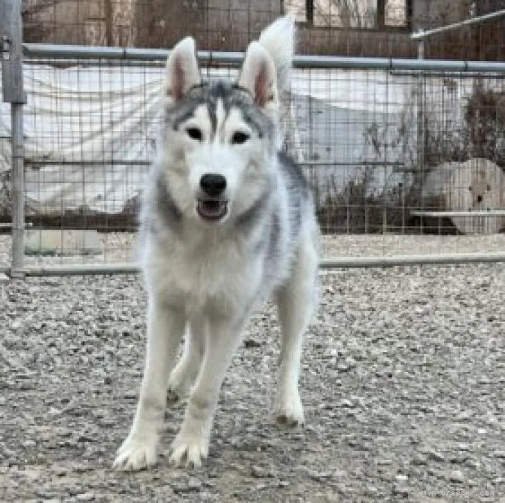 ワク　ヘイタ 様のお迎えした子犬