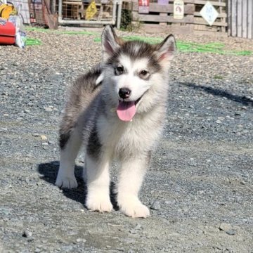 アラスカンマラミュート【北海道・男の子・2023年7月7日・セーブル】の写真「父親ロシア輸入犬
母親準外産」