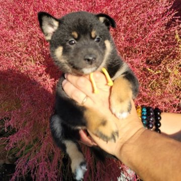 柴犬(標準サイズ)【北海道・女の子・2024年9月12日・黒】の写真「ショータイプの親から産また少し小さめの女の子」