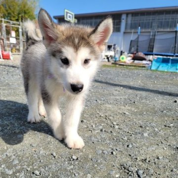 アラスカンマラミュート【北海道・男の子・2023年7月6日・シルバー】の写真「両親ロシア輸入犬」