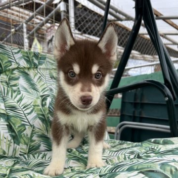 シベリアンハスキー【北海道・男の子・2024年5月19日・チョコレート&ホワイト】の写真「父親輸入犬母親準外産両親遺伝子クリアの子犬達です。」