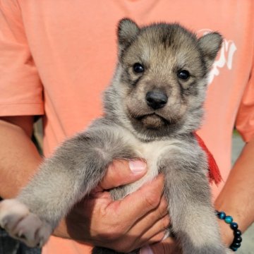 シベリアンハスキー【北海道・女の子・2024年5月8日・アグーティ】の写真「父親輸入犬母親準外産両親遺伝子クリアの子犬達です。」