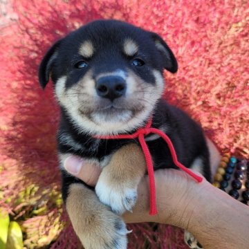 柴犬(標準サイズ)【北海道・女の子・2024年9月12日・黒】の写真「ショータイプの親から産またタヌキ顔の女の子」