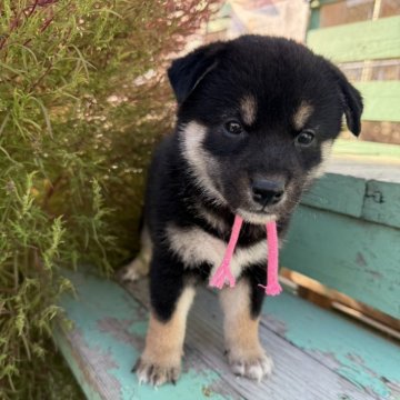 柴犬(標準サイズ)【北海道・女の子・2024年9月12日・黒】の写真「ショータイプの親から産またタヌキ顔の女の子」