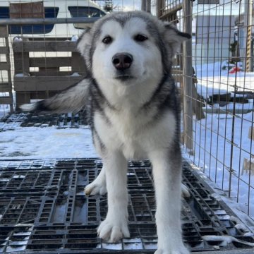 アラスカンマラミュート【北海道・男の子・2023年7月7日・セーブル】の写真「父親ロシア輸入犬
母親準外産」