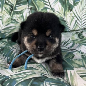 柴犬(標準サイズ)【北海道・男の子・2024年9月12日・黒】の写真「可愛い黒柴くん」