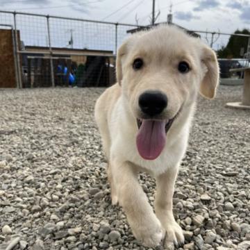 ゴールデンレトリバー【北海道・男の子・2022年8月3日・ゴールド】の写真「父親輸入犬 両親遺伝子検査クリア」