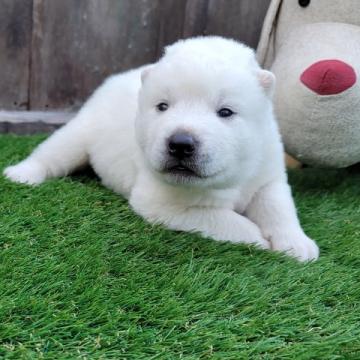 シベリアンハスキー【北海道・男の子・2022年8月13日・ホワイト】の写真「父親輸入犬
両親遺伝子検査クリア」