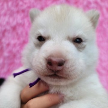 シベリアンハスキー【北海道・男の子・2023年7月12日・レッド&ホワイト】の写真「とても可愛い４兄弟です!」