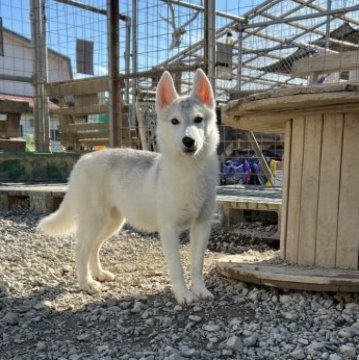 シベリアンハスキー【北海道・女の子・2023年3月30日・シルバー&ホワイト】の写真「外産血統 両親遺伝子クリア」