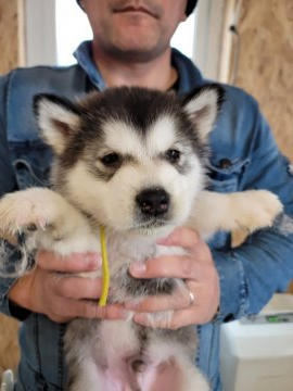 アラスカンマラミュート【北海道・男の子・2022年2月2日・セーブル】の写真「両親輸入犬から産まれたとても良質なマラミュートです」