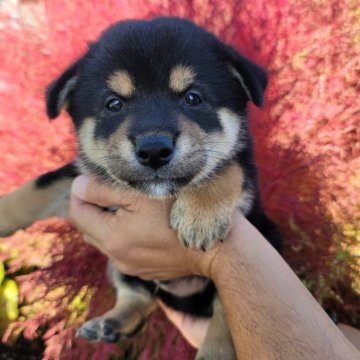 柴犬(標準サイズ)【北海道・男の子・2024年9月12日・黒】の写真「ショータイプの親から産まれたタヌキ顔の男の子」