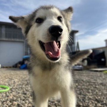 アラスカンマラミュート【北海道・女の子・2023年7月6日・シルバー】の写真「両親ロシア輸入犬」