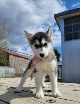 シベリアンハスキー【北海道・女の子・2022年2月16日・ブラック&ホワイト】の写真「父親ロシア輸入犬
可愛いお顔の女の子」