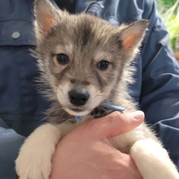 シベリアンハスキー【北海道・男の子・2023年12月13日・アグーティ】の写真「両親遺伝子クリアの子犬達です。」