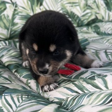 柴犬(標準サイズ)【北海道・女の子・2024年9月12日・黒】の写真「可愛い黒柴ちゃん」