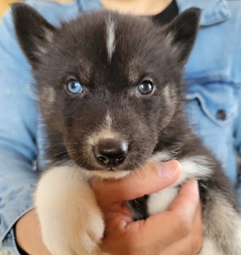 シベリアンハスキー【北海道・男の子・2022年2月24日・モストリーブラック】の写真「レアカラーの希少なハスキーです」