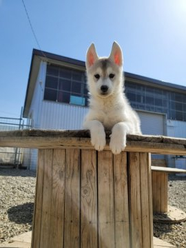 シベリアンハスキー【北海道・男の子・2022年2月27日・シルバー&ホワイト】の写真「可愛いお顔のハスキーです」