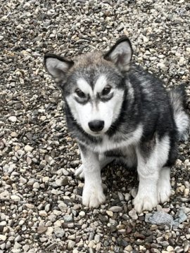 アラスカンマラミュート【北海道・男の子・2021年6月24日・セーブル】の写真「両親ロシア輸入犬
仔犬は準外産」