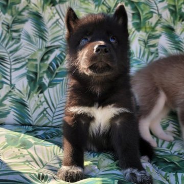 シベリアンハスキー【北海道・女の子・2024年5月19日・モストリーブラック】の写真「父親輸入犬母親準外産両親遺伝子クリアの子犬達です。」