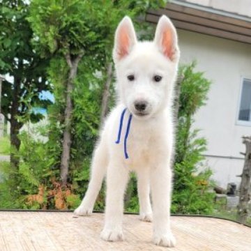 シベリアンハスキー【北海道・男の子・2023年4月21日・ホワイト】の写真「両親遺伝子クリア 外産血統」