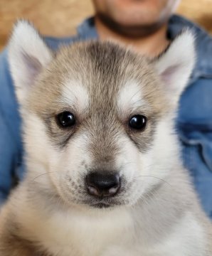 シベリアンハスキー【北海道・女の子・2022年2月27日・シルバー&ホワイト】の写真「可愛いお顔のハスキーです」