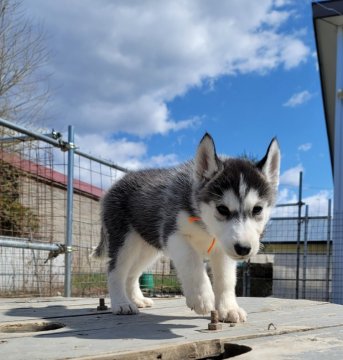 シベリアンハスキー【北海道・女の子・2022年2月16日・ブラック&ホワイト】の写真「父親ロシア輸入犬
可愛いお顔の女の子」