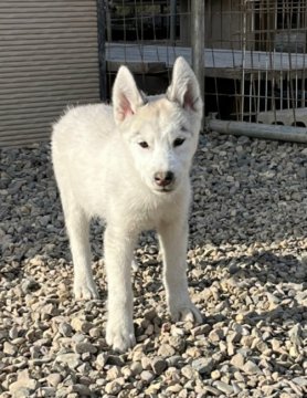 シベリアンハスキー【北海道・男の子・2021年8月9日・シルバー&ホワイト】の写真「おっとりイケメン男の子」