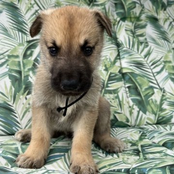 ミックス(グレートデン×アラスカンマラミュート)【北海道・男の子・2024年7月30日・フォーン】の写真「そり犬として繁殖された大型ミックス犬になります。」