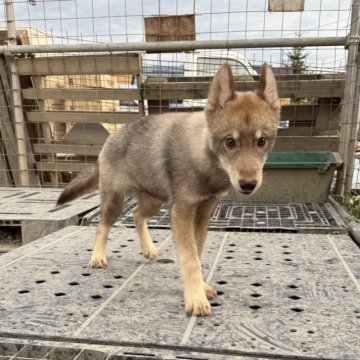 シベリアンハスキー【北海道・男の子・2024年5月19日・アグーティ】の写真「父親輸入犬母親準外産両親遺伝子クリアの子犬達です。」