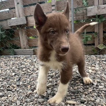 シベリアンハスキー【北海道・男の子・2024年5月19日・モストリーチョコレート】の写真「父親輸入犬母親準外産両親遺伝子クリアの子犬達です。」