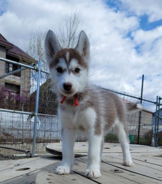 シベリアンハスキー【北海道・女の子・2022年2月16日・チョコレート&ホワイト】の写真「父親輸入犬
チョコレートの女の子」