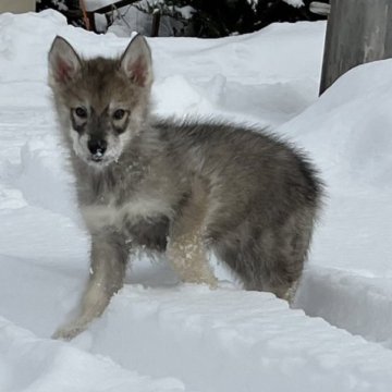 シベリアンハスキー【北海道・男の子・2023年12月9日・アグーティ】の写真「両親遺伝子クリアの子犬達です。」