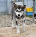 みんなの犬図鑑 アラスカンマラミュート