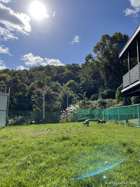 お庭のドッグランです‼️｜山田　悠平(やまだ　ゆうへい)ブリーダー(北海道・ミニチュアシュナウザー・JKC登録)の紹介写真5