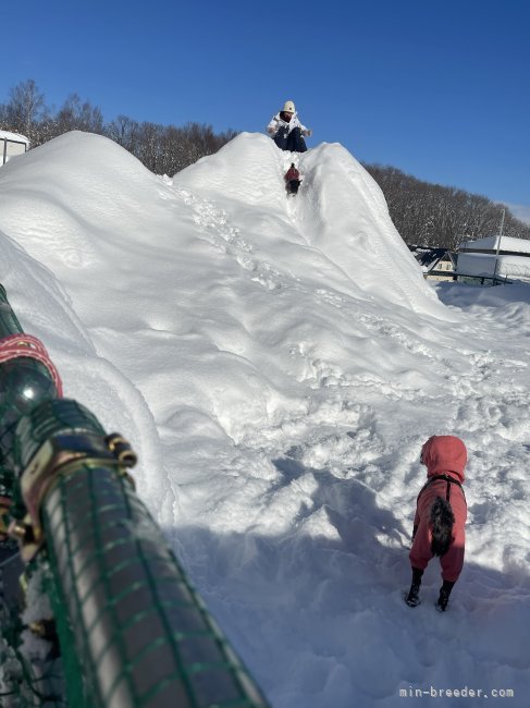 冬もドッグランで遊んでます🎶犬も人も楽しい雪遊び(^o^)｜山田　悠平(やまだ　ゆうへい)ブリーダー(北海道・ミニチュアシュナウザー・JKC登録)の紹介写真6