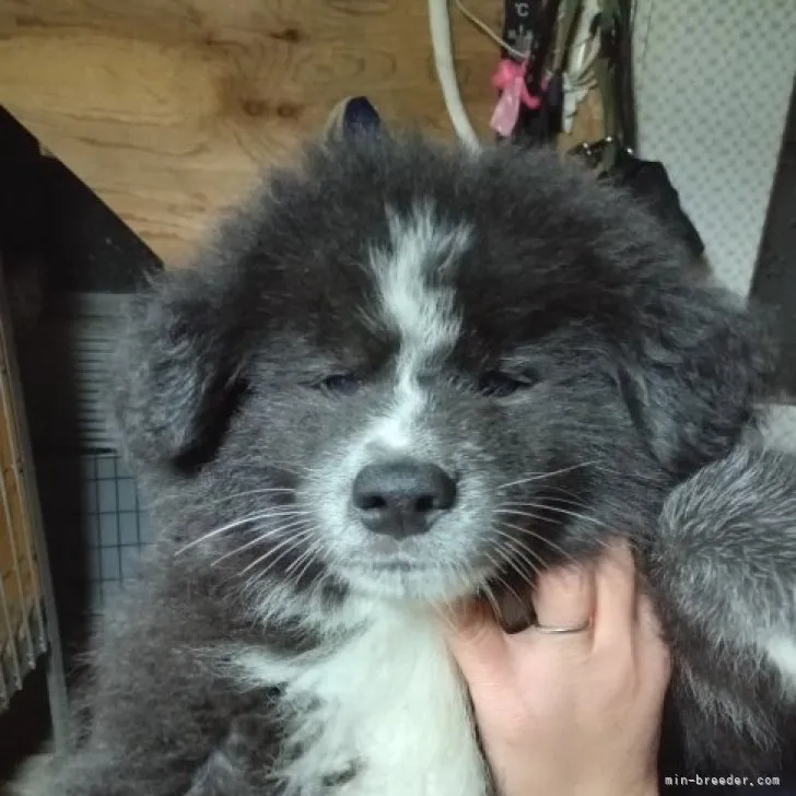 ユン太＆とうま 様のお迎えした子犬