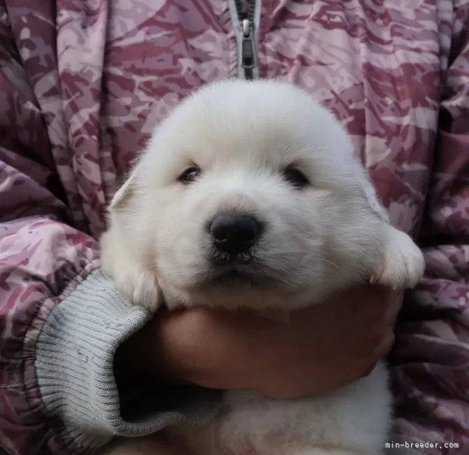 グレートピレニーズ【千葉県・男の子・2024年10月23日・ホワイト】可愛い男の子💞兄妹犬見学できます！｜みんなのブリーダー（子犬ID：2411-06691）