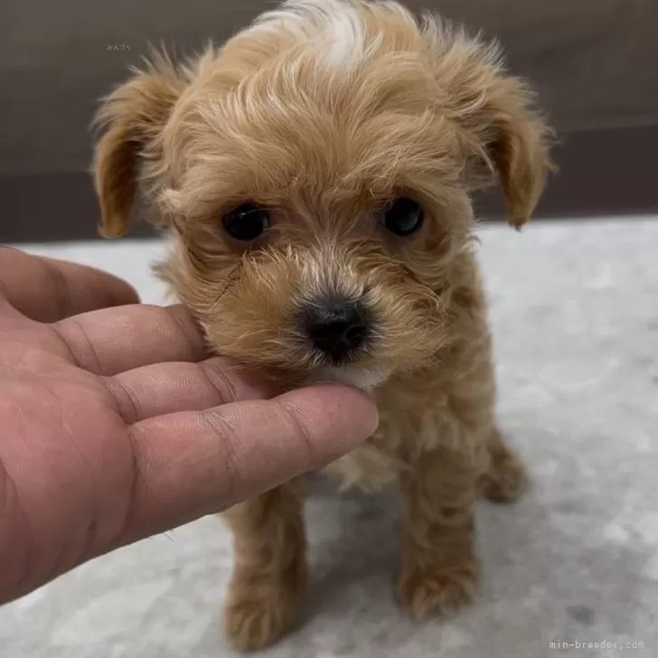 ふう 様のお迎えした子犬