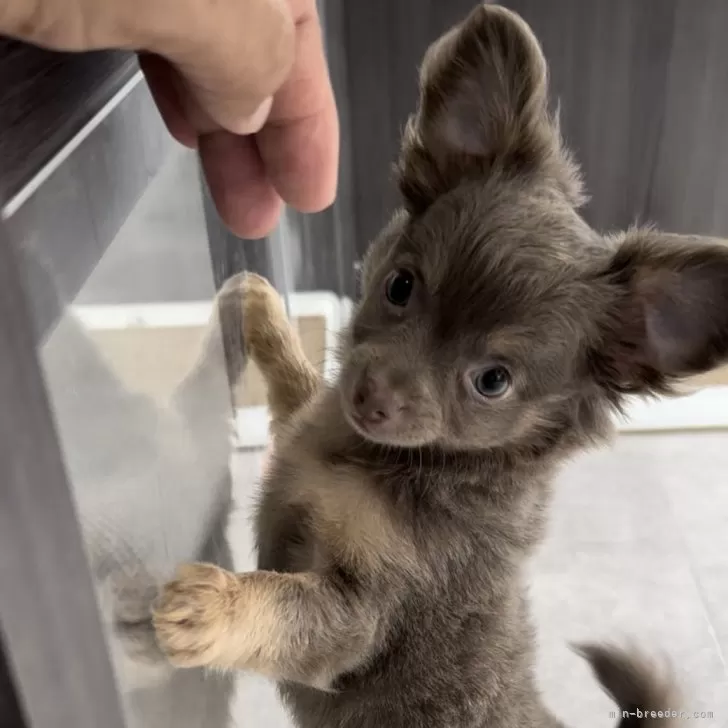 miyuki 様のお迎えした子犬