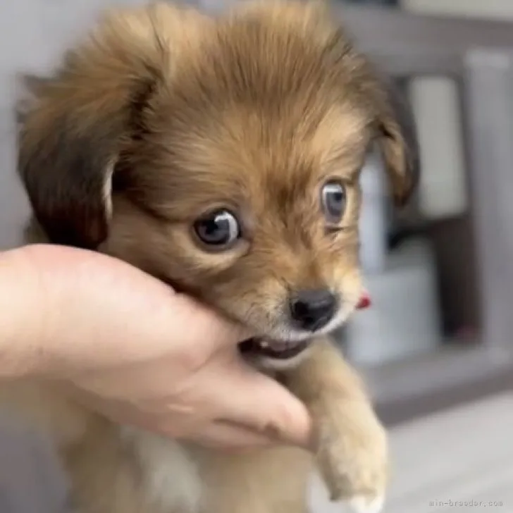 モックン 様のお迎えした子犬