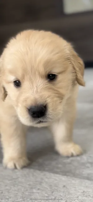 くぅママ 様のお迎えした子犬