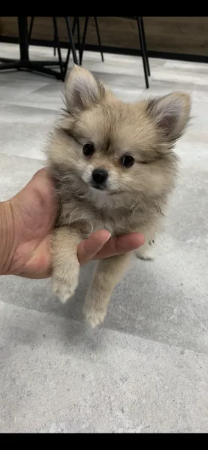 ヤマ 様のお迎えした子犬