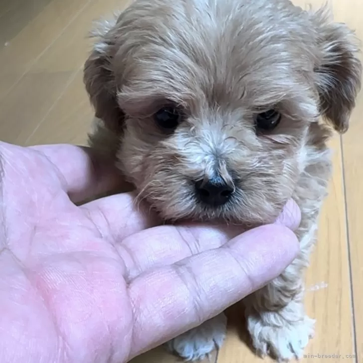 S.K 様のお迎えした子犬