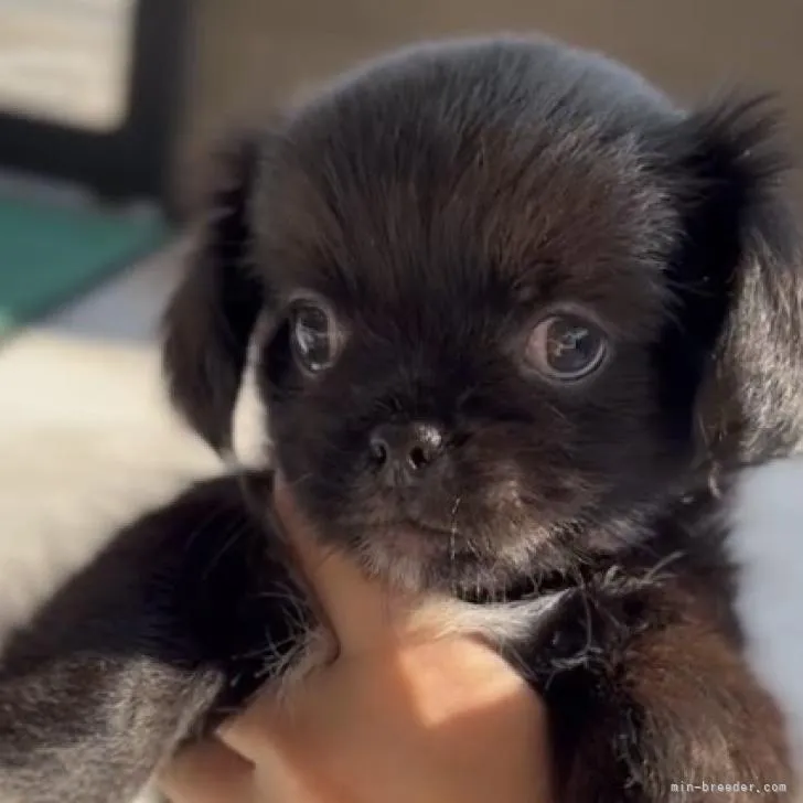 くう 様のお迎えした子犬