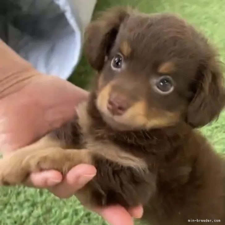 nakamu 様のお迎えした子犬