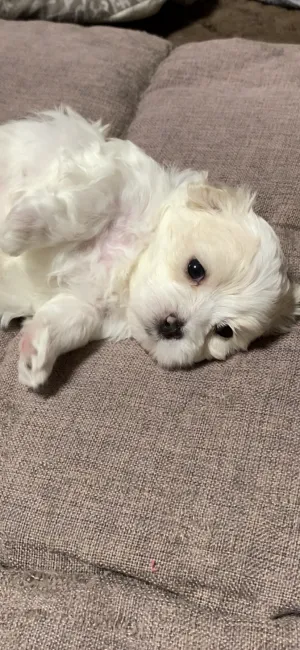 ひでｐ 様のお迎えした子犬