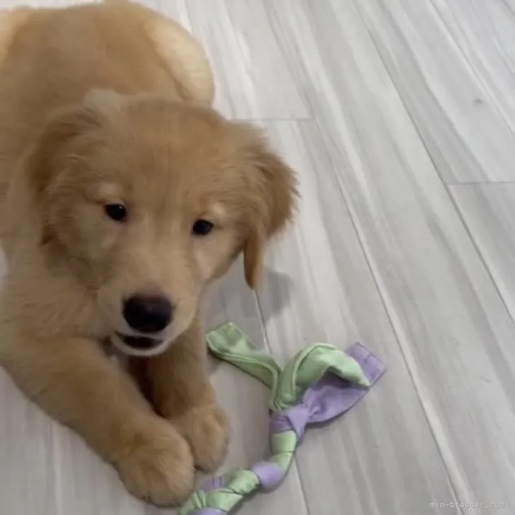 メイママ 様のお迎えした子犬