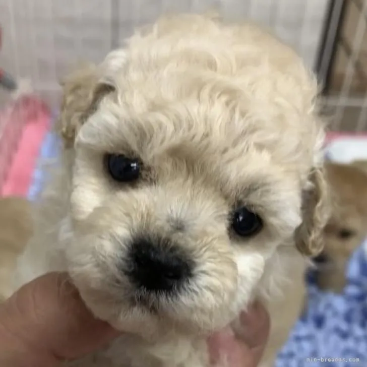 りさ 様のお迎えした子犬