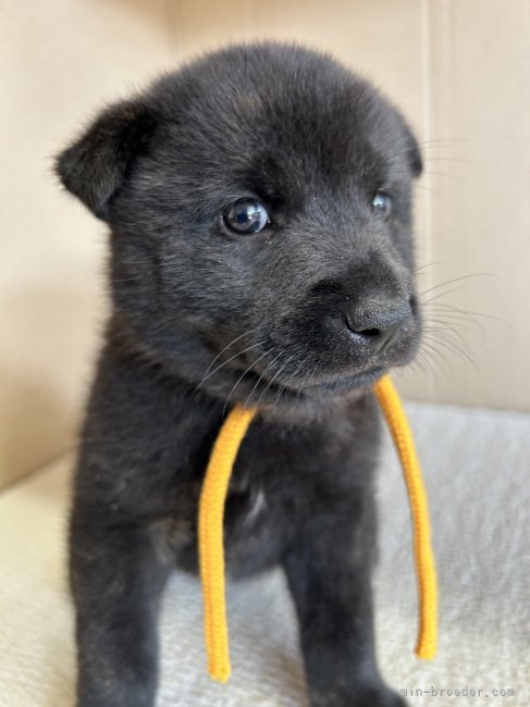 大喜多　登(おおきた　のぼる)ブリーダー(愛媛県・甲斐犬・甲斐犬愛護会登録)の紹介写真10